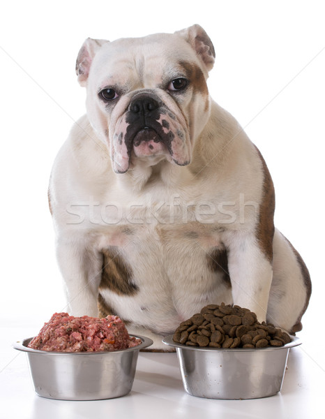 feeding your pet Stock photo © willeecole