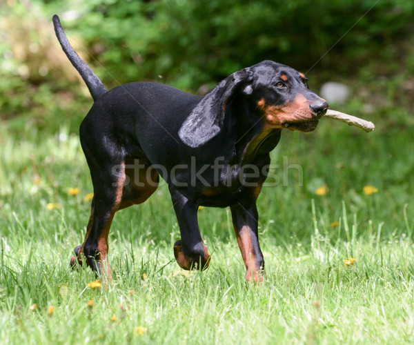 Chien jouer noir courir exercice [[stock_photo]] © willeecole