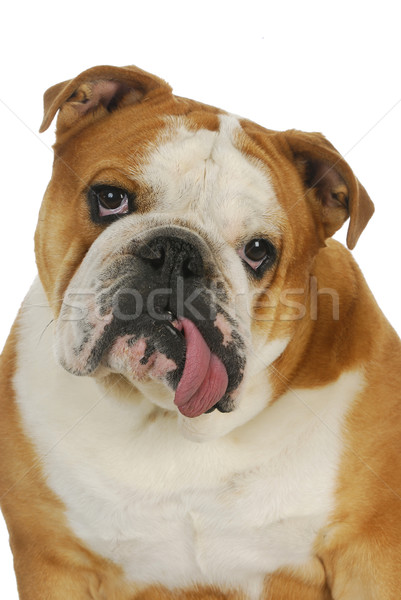 Brzydkie bulldog angielski język na zewnątrz odizolowany Zdjęcia stock © willeecole