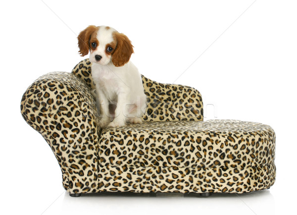 Foto stock: Cute · cachorro · rey · sesión · perro · cama