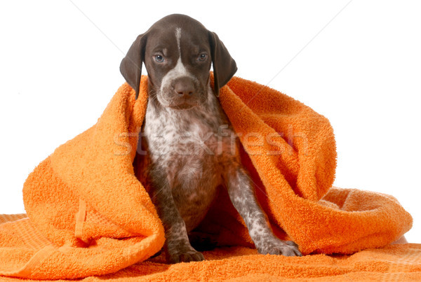 dog bath Stock photo © willeecole