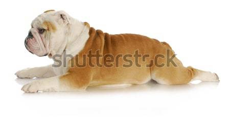 bulldog laying down Stock photo © willeecole