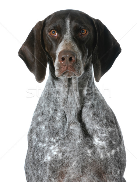 german shorthaired pointer portrait Stock photo © willeecole