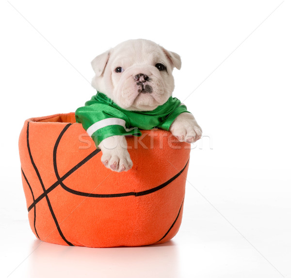 sports hound Stock photo © willeecole