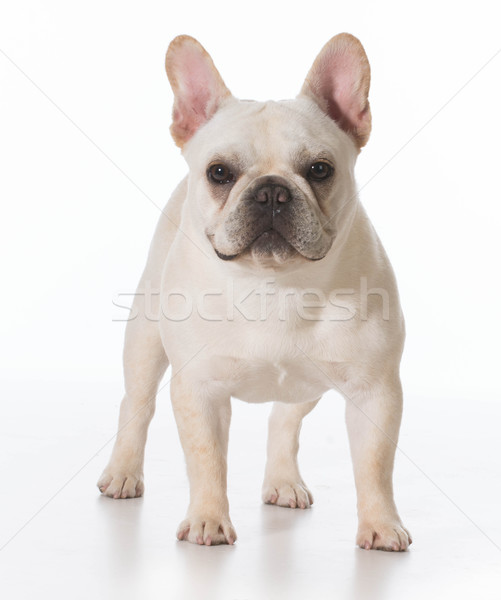 Français bulldog chiot permanent regarder chien [[stock_photo]] © willeecole