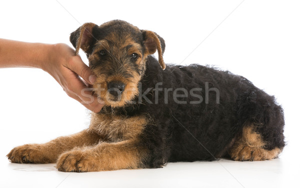 hands holding puppy Stock photo © willeecole