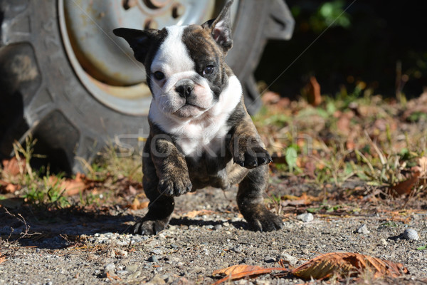Bulldog cucciolo english esterna esecuzione esercizio Foto d'archivio © willeecole