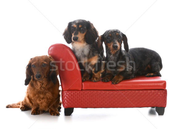 three dachshunds on a couch Stock photo © willeecole