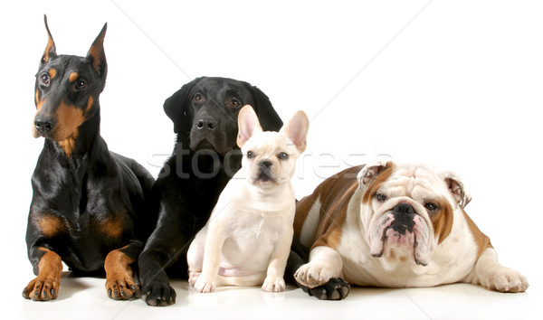 4 犬 異なる 一緒に 孤立した ストックフォト © willeecole
