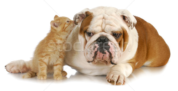 Stockfoto: Hond · kat · cute · kitten · Engels