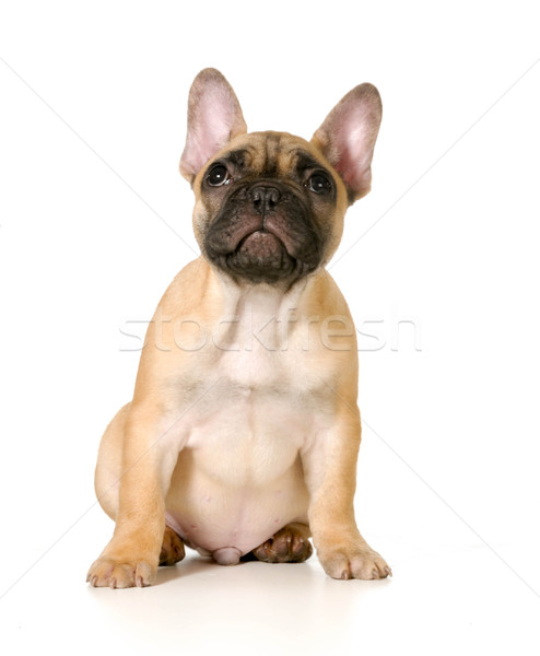 Cute щенков французский бульдог сидят Сток-фото © willeecole