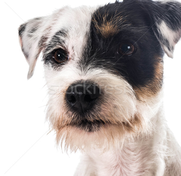 jack russel terrier Stock photo © willeecole