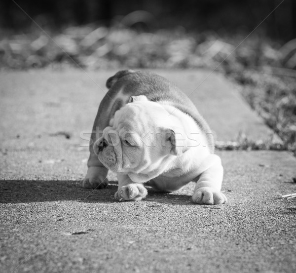 english bulldog puppy Stock photo © willeecole