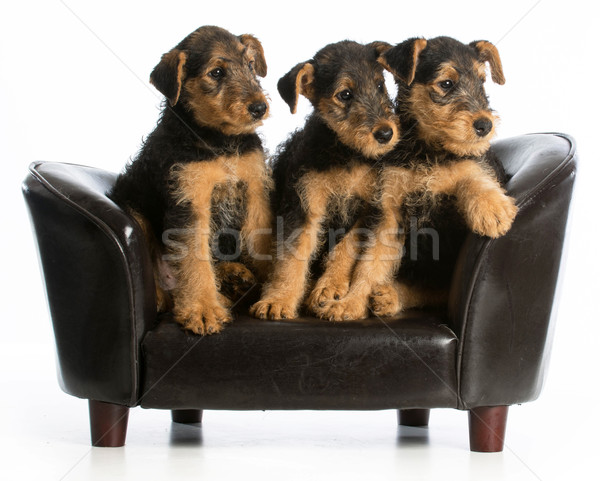 airedale terrier litter Stock photo © willeecole