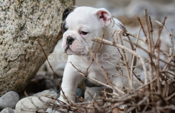 puppy outside  Stock photo © willeecole