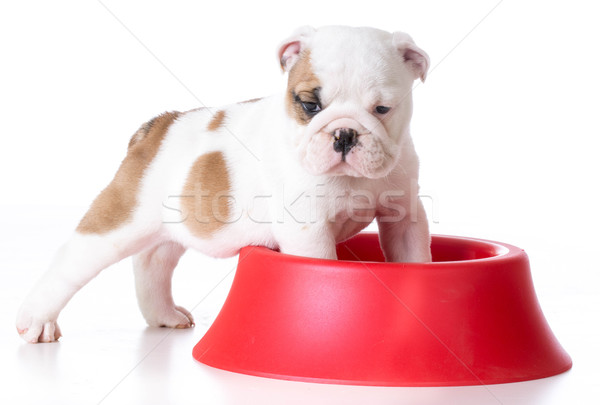 Głodny szczeniak bulldog front stóp wewnątrz Zdjęcia stock © willeecole