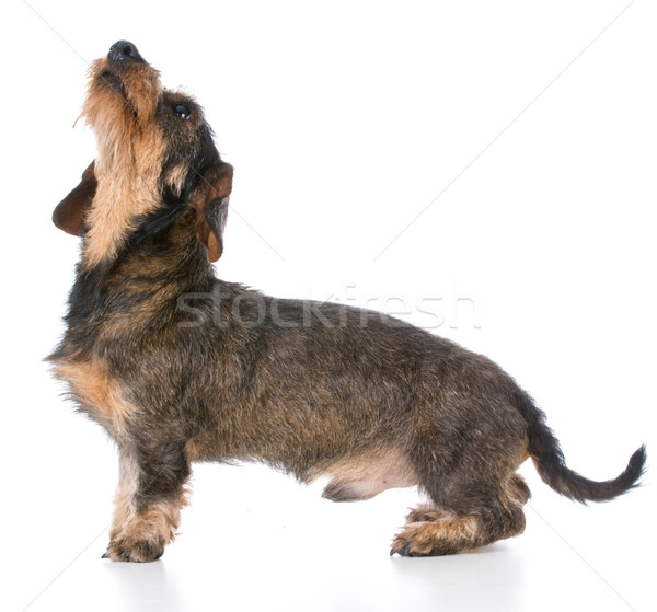 miniature wirehaired dachshund Stock photo © willeecole