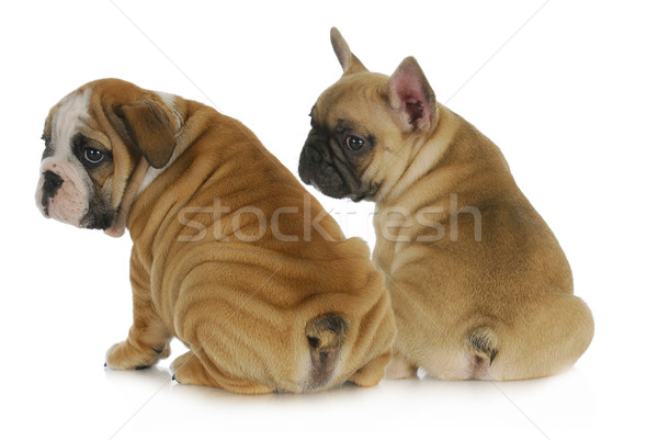 Stockfoto: Twee · puppies · Engels · frans · bulldog · naar