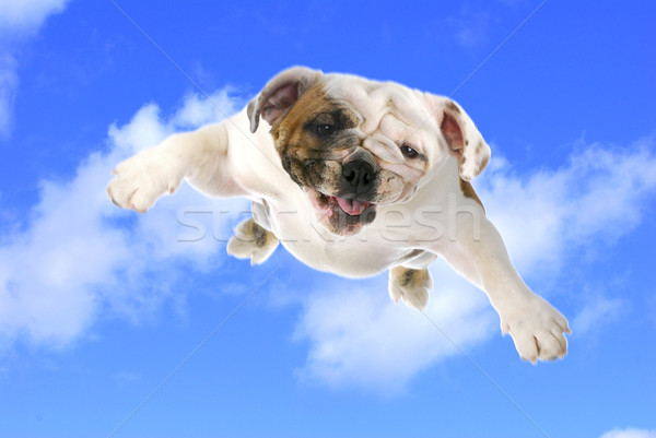 Perro vuelo Inglés bulldog nublado cielo azul Foto stock © willeecole