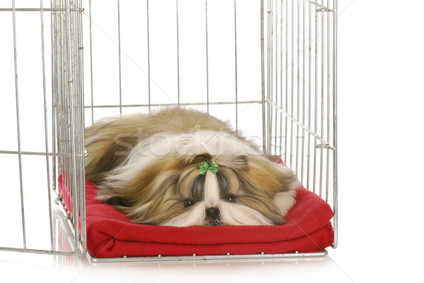 Hond puppy leggen Rood deken Stockfoto © willeecole