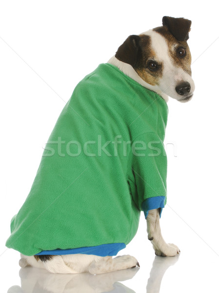Psa sweter terier zielone płaszcz Zdjęcia stock © willeecole