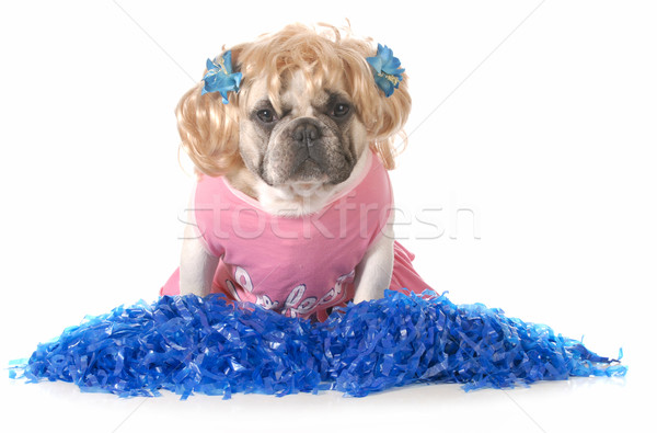 cheerful dog Stock photo © willeecole