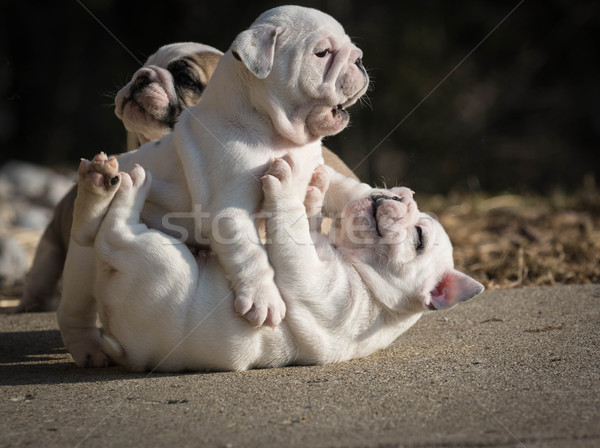 two puppies playing Stock photo © willeecole