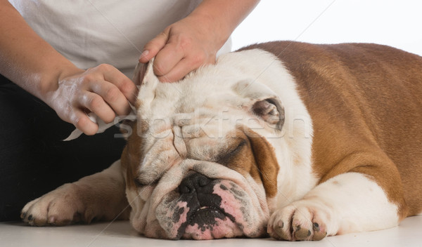 Curăţa câine urechile femeie curăţenie câini Imagine de stoc © willeecole
