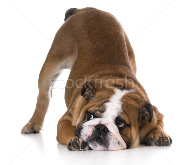 Câine buldog căţeluş vagabond in sus aer Imagine de stoc © willeecole