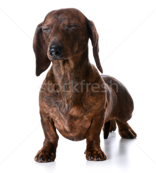 miniature smooth dachshund Stock photo © willeecole