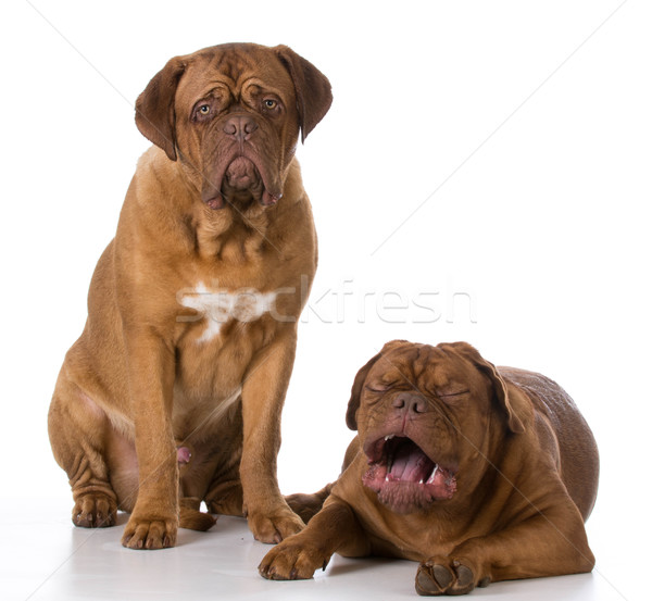 unhappy dog Stock photo © willeecole