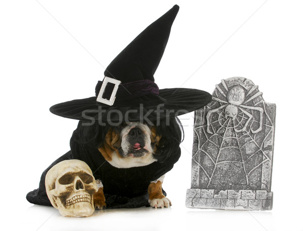 dog witch Stock photo © willeecole