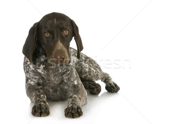 Jagdhund isoliert weiß Hund Porträt Stock foto © willeecole