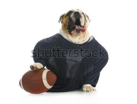 sports hound Stock photo © willeecole