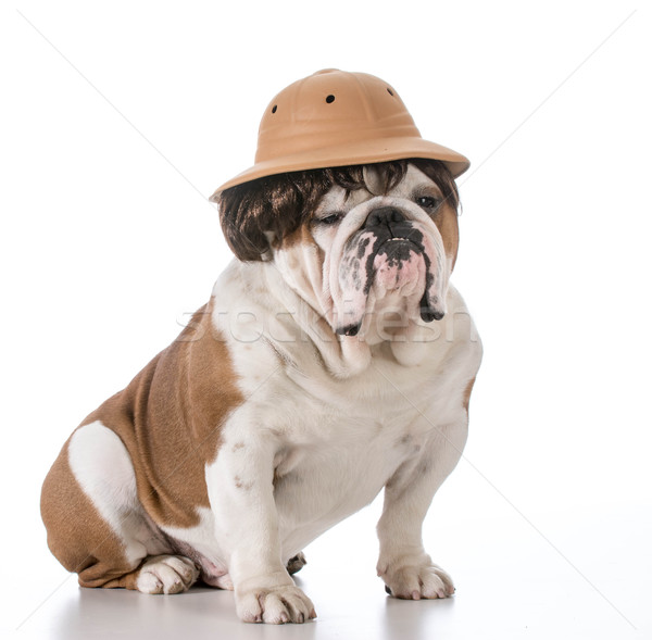 Hund Safari Englisch Bulldogge tragen hat Stock foto © willeecole