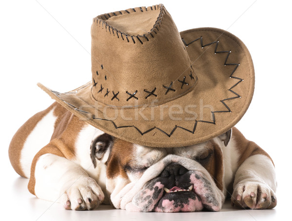 country dog Stock photo © willeecole
