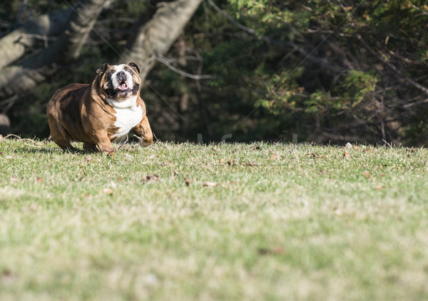 Anglais bulldog courir six ans Homme printemps Photo stock © willeecole