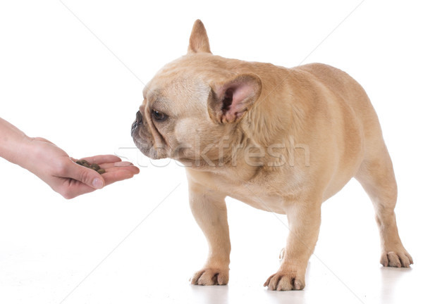 Hand hond frans bulldog witte Stockfoto © willeecole