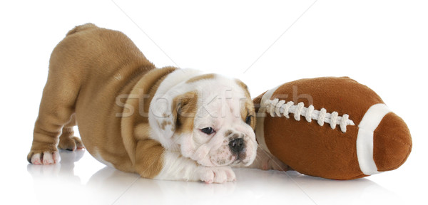 puppy playing Stock photo © willeecole