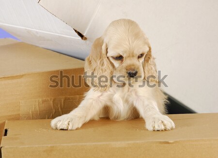 [[stock_photo]]: Vétérinaire · soins · chiot · une · semaine · oeil