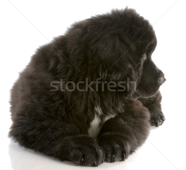 Stock photo: newfoundland puppy laying down looking to the side - twelve weeks old