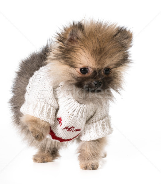 Foto stock: Cachorro · suéter · mina · meses · velho