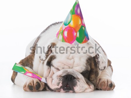 Happy new year chien chapeau blanche anglais Photo stock © willeecole