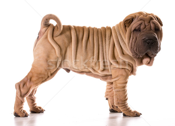 Foto stock: Chinês · em · pé · isolado · branco · animal · cachorro