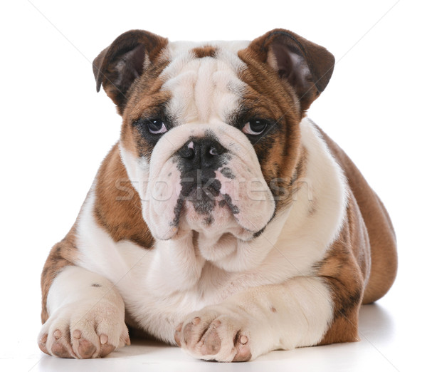 english bulldog puppy Stock photo © willeecole