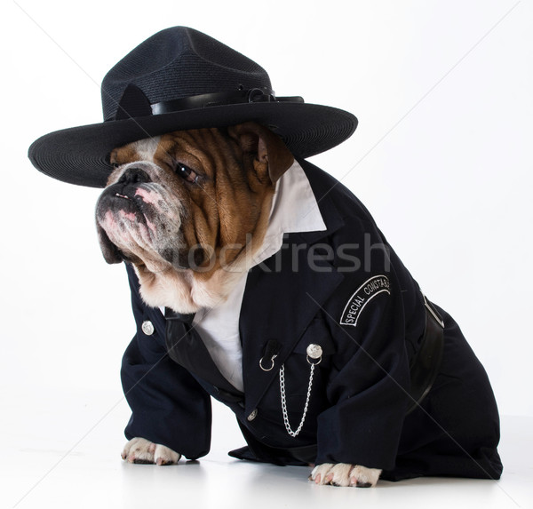 Politieagent hond Engels bulldog kostuum Stockfoto © willeecole