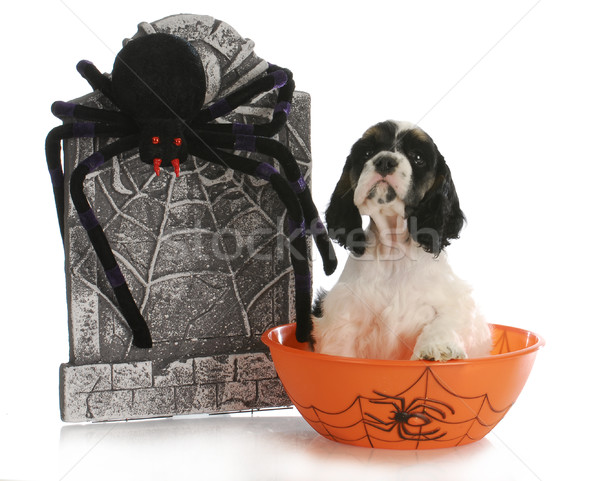 halloween puppy Stock photo © willeecole