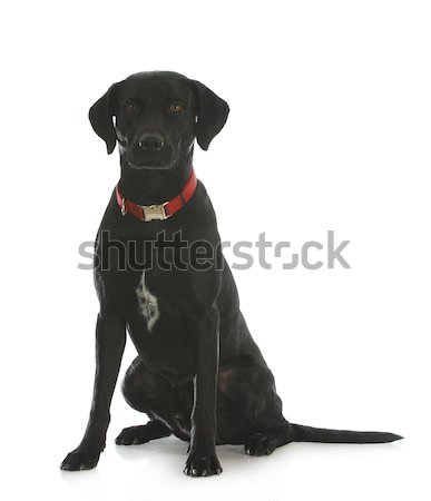 Labrador retriever vergadering witte hart Stockfoto © willeecole