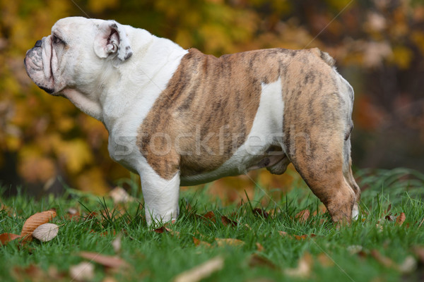 english bulldog  Stock photo © willeecole