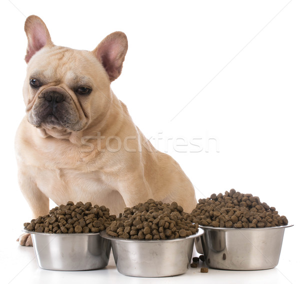 Stockfoto: Hond · frans · bulldog · vergadering · naast